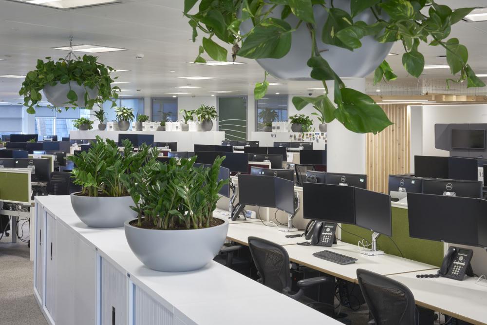 Biophilia incorporated into the workplace