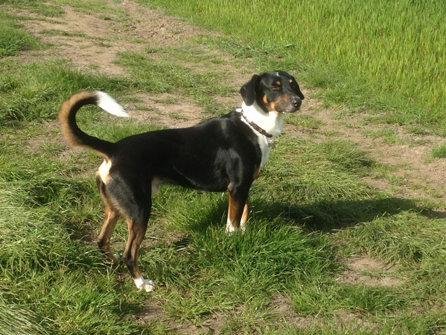 Kimi the dog