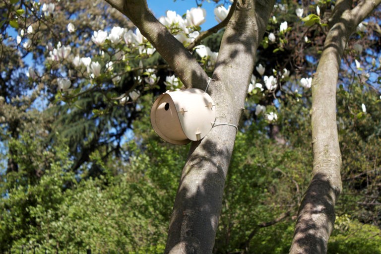 Modus staychirpy bird box kit